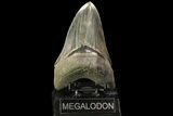 Serrated, Fossil Megalodon Tooth - Robust, Lower Tooth #78206-1